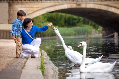child with mother feeding swans in hyde park