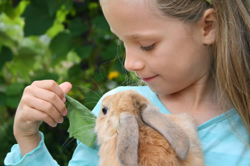 child feeding pet rabbit