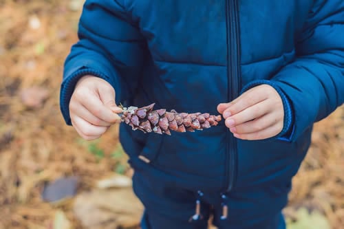 finding pine cones in the snow