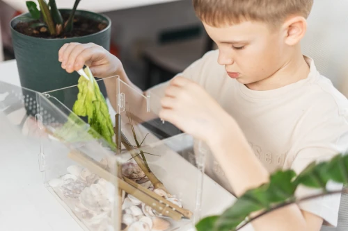 child playing with a stick insect